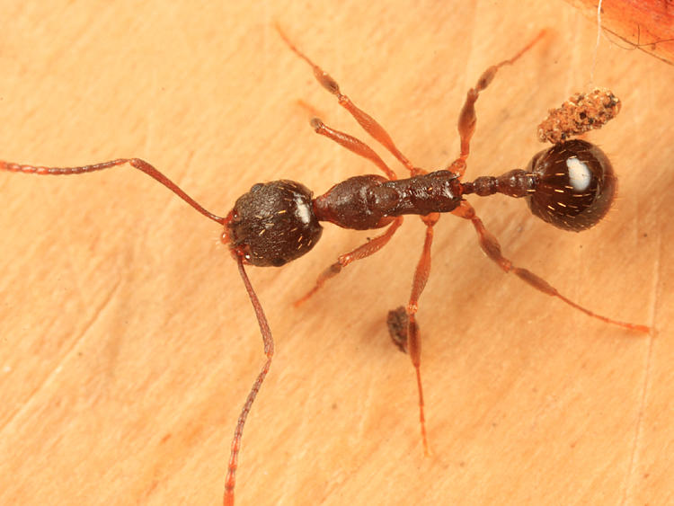 Aphaenogaster rudis