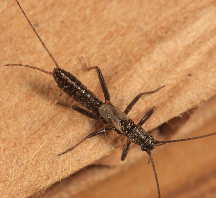 Paracapnia opis