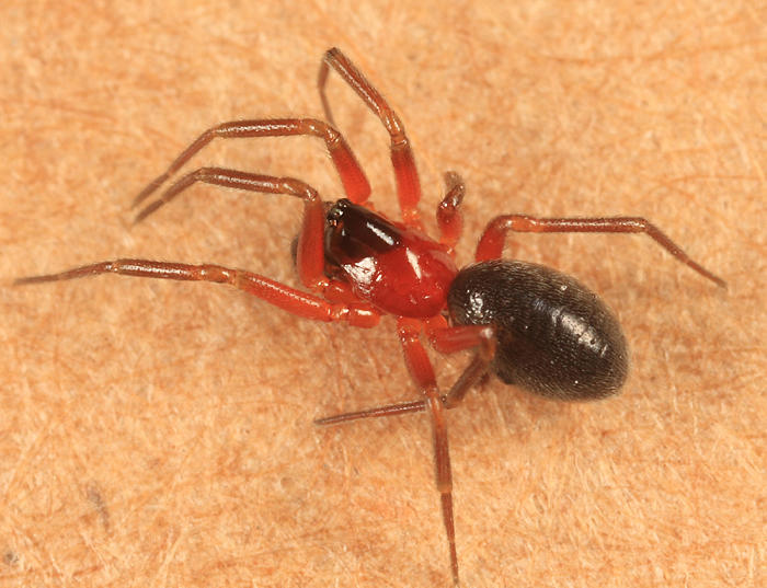 Walckenaeria communis (female)