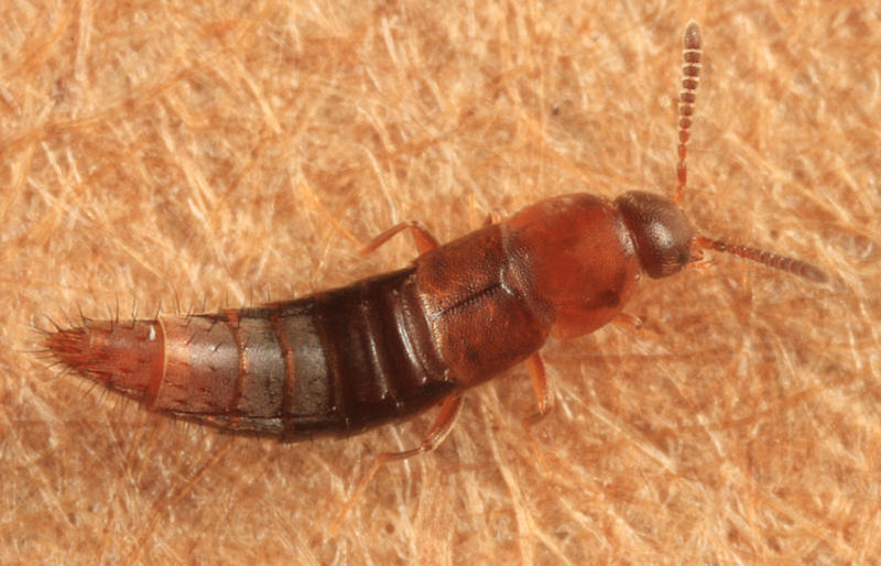 Oxypoda sp.