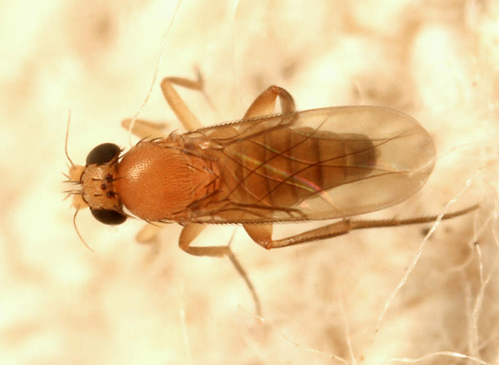 Megaselia sp.