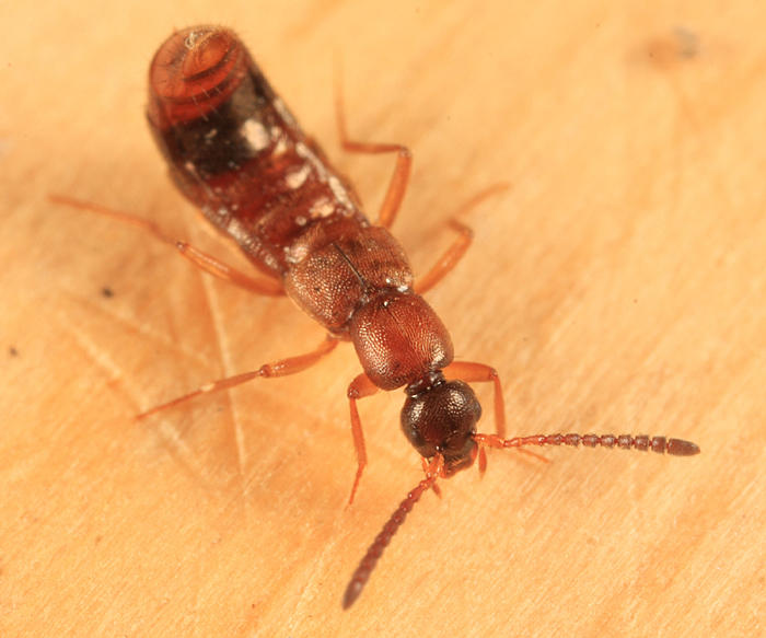 Drusilla canaliculata