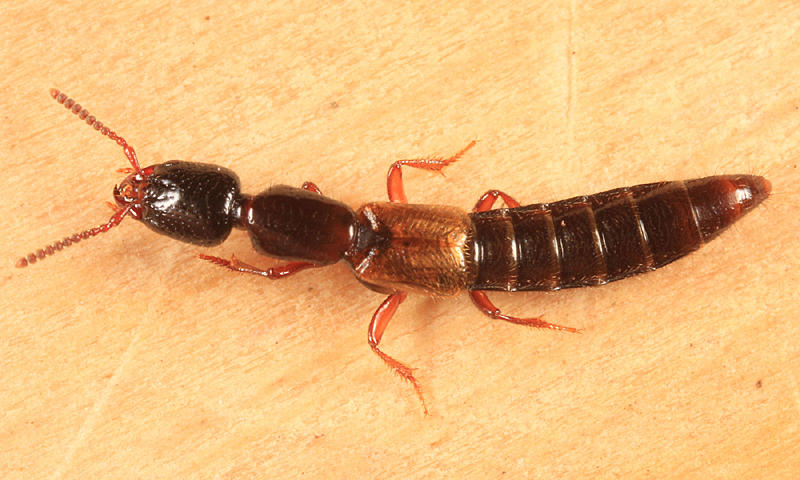 Neohypnus beckeri