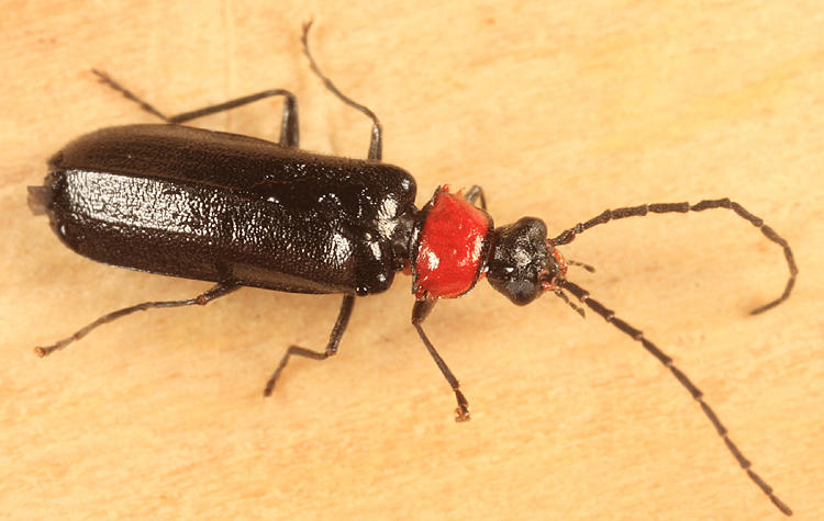 Silis percomis