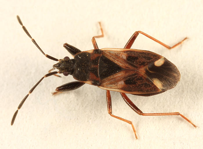 Eremocoris borealis