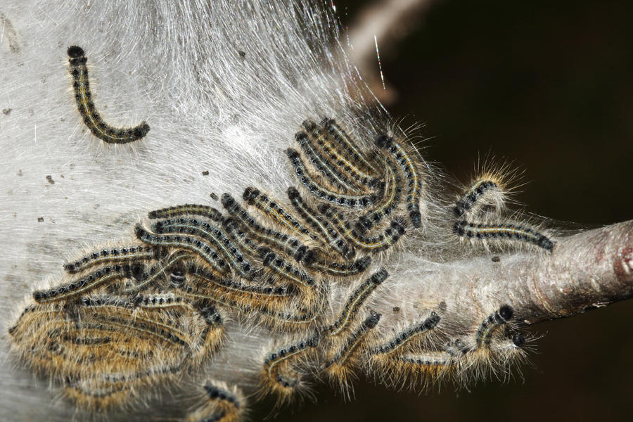 7701 - Eastern Tent Caterpillar - Malacosoma americanum