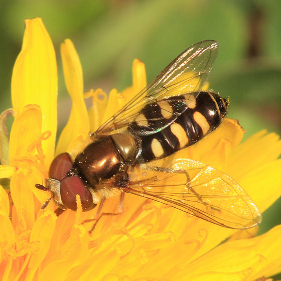 Eupeodes sp.