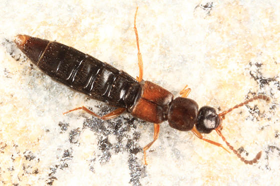 Dinaraea angustula