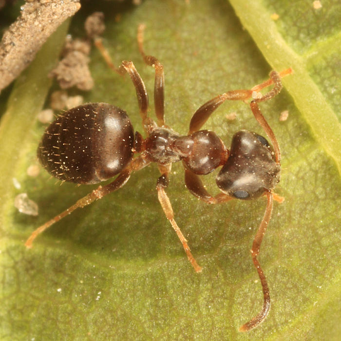 Lasius americanus