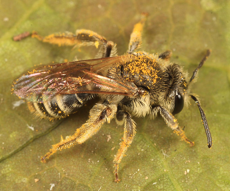 Andrena nasonii