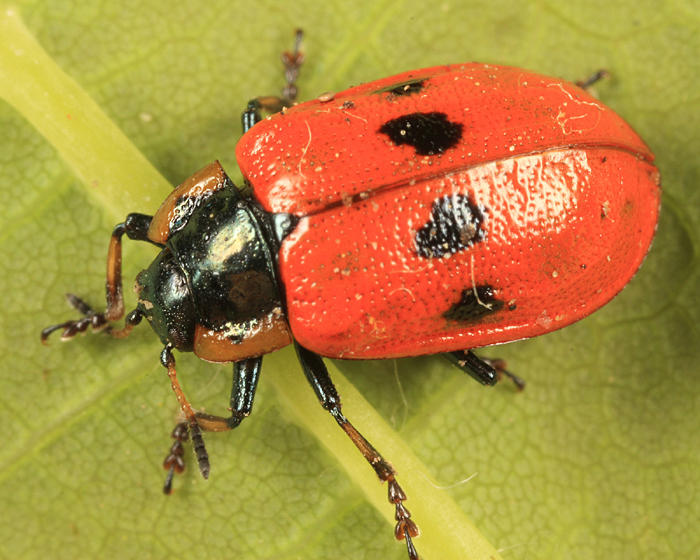 Chrysomela knabi