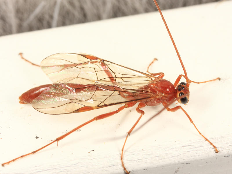 Ophion sp.