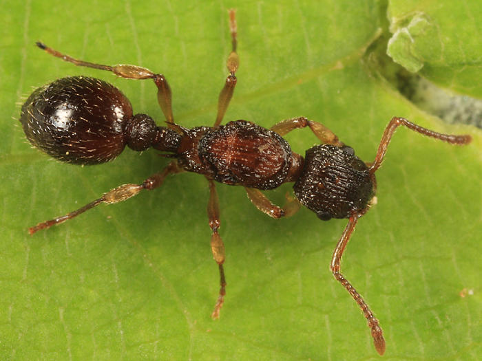 Myrmica sp. (queen)