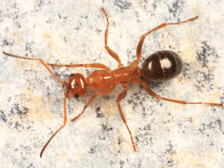 Formica incerta