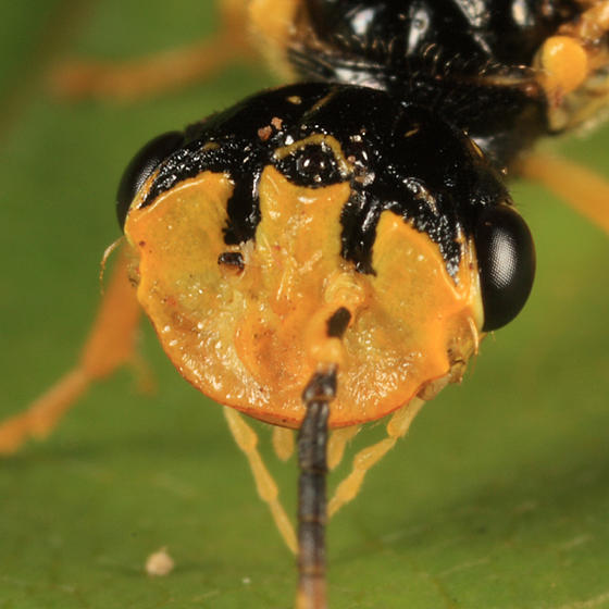 Onycholyda luteicornis