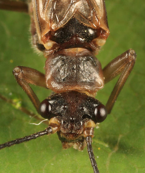 Soyedina vallicularia