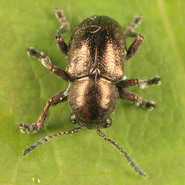 Graphops pubescens