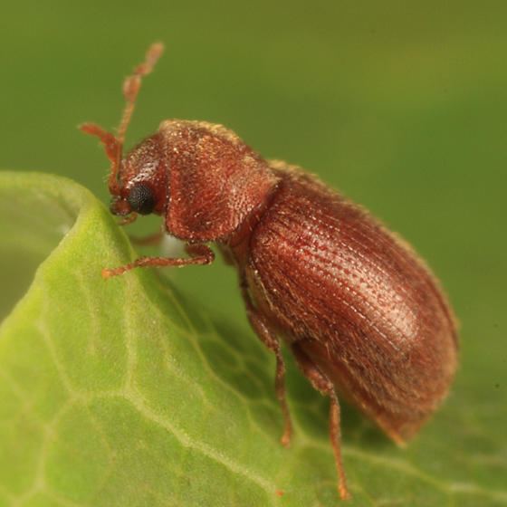 Drugstore Beetle - Stegobium paniceum