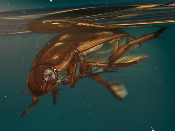 Tropisternus lateralis