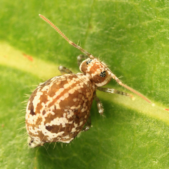 Janusius sylvestris