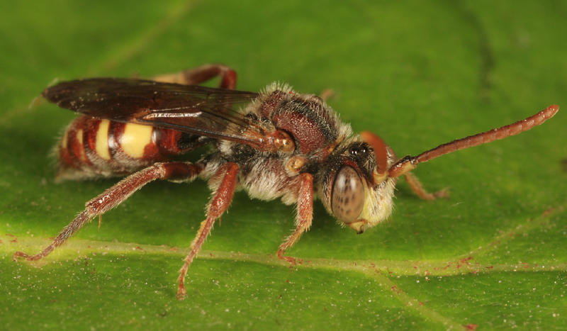 Cressons Nomad Bee - Nomada cressonii