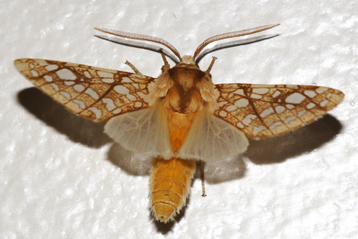 8211 - Hickory Tussock Moth - Lophocampa caryae