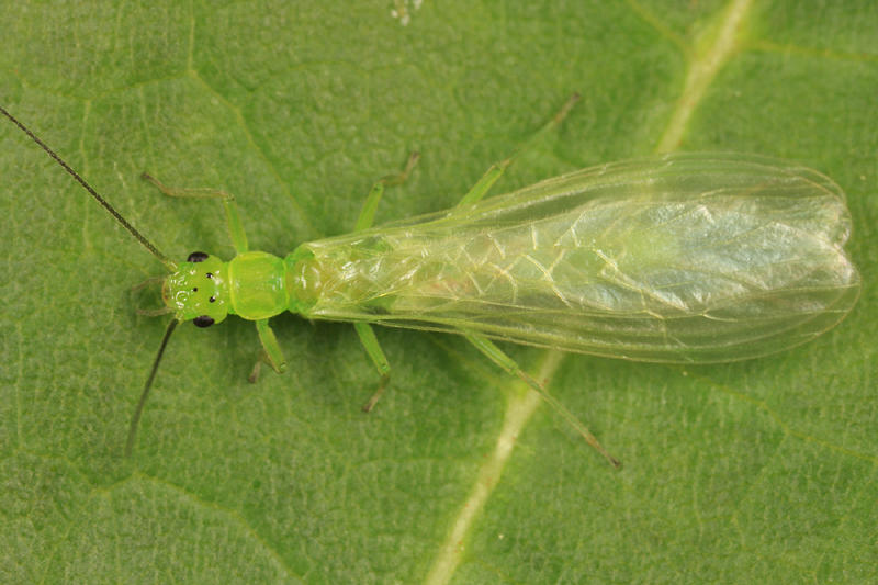 Alloperla sp.