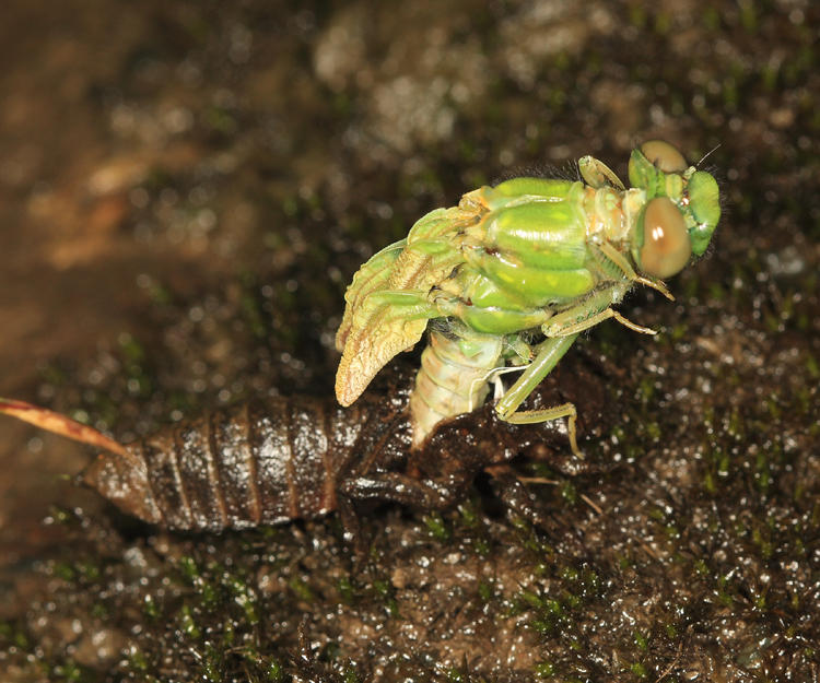 Ophiogomphus sp.