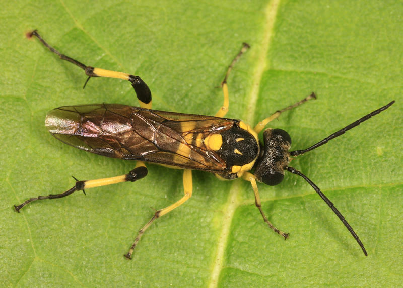 Macrophya alba