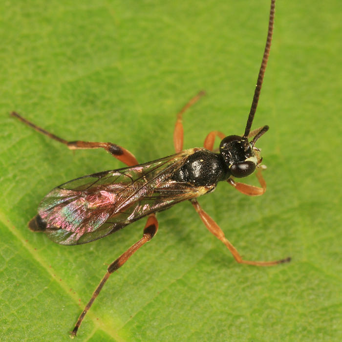 Stenobarichneumon pygmaeops