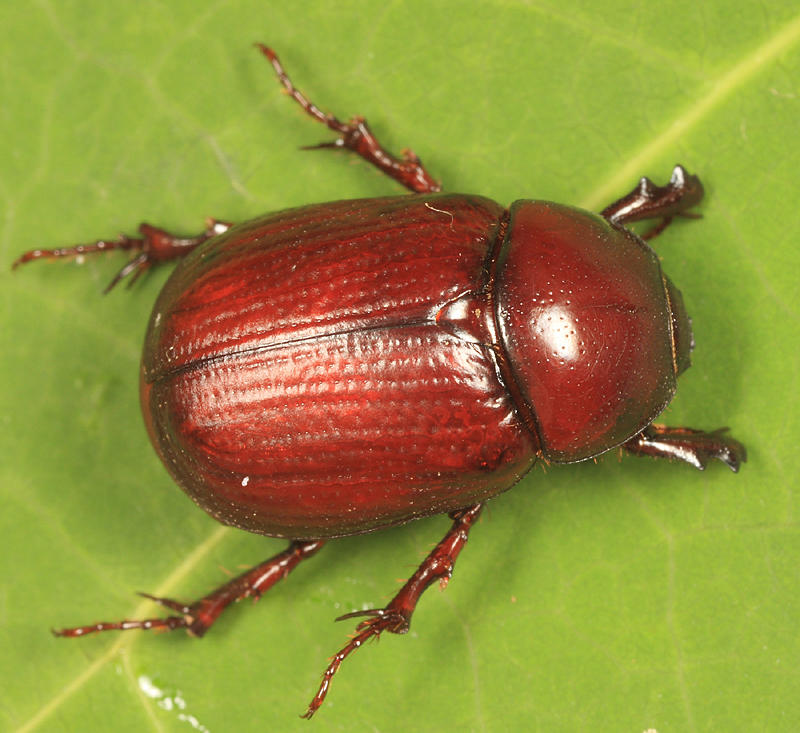 Aphonus castaneus