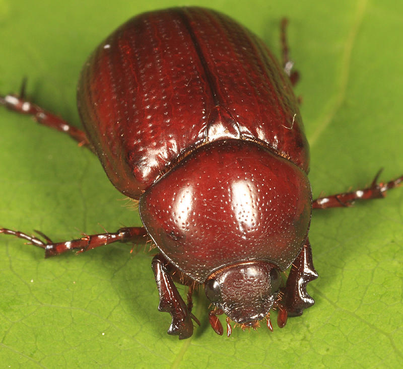 Aphonus castaneus