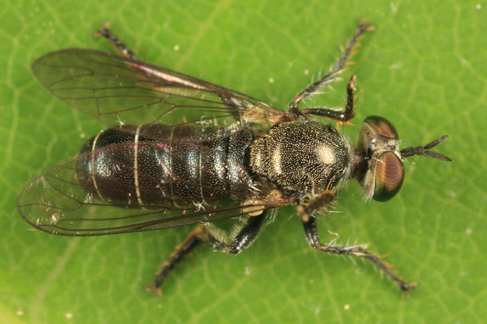 Atomosia puella