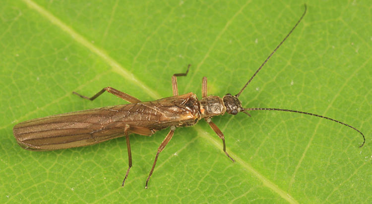 Leuctra duplicata