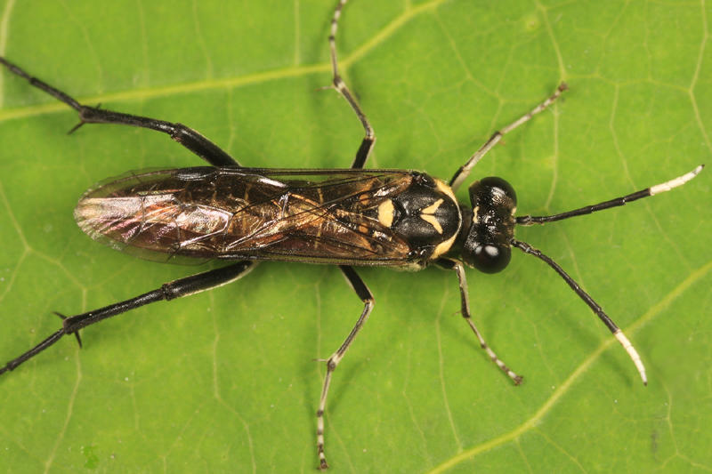 Macrophya trisyllaba