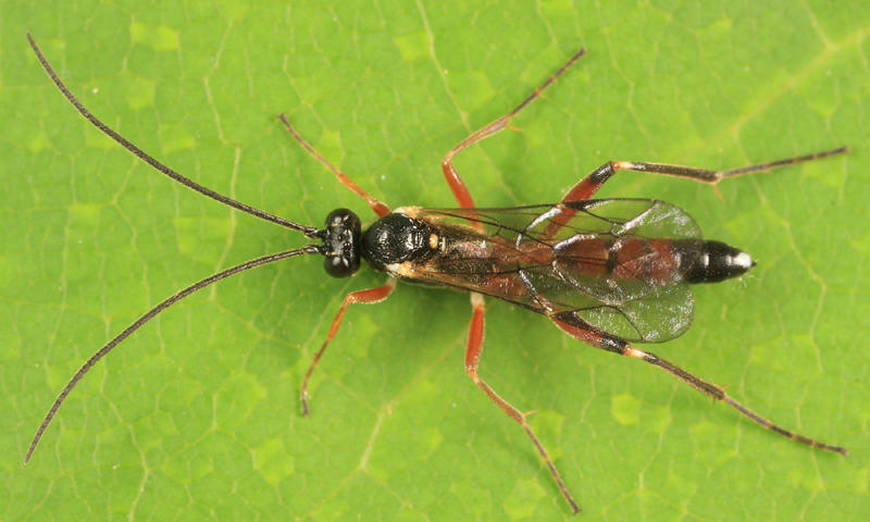 Agrothereutes abbreviatus iridescens (male)