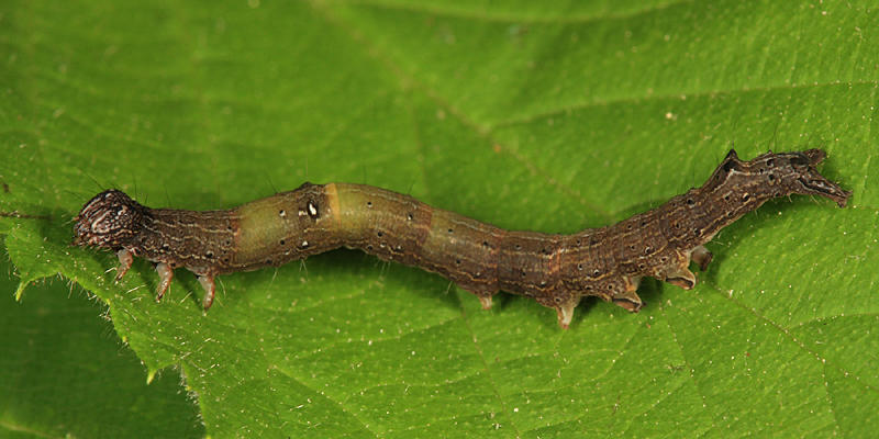 8716 - One-lined Zale - Zale unilineata