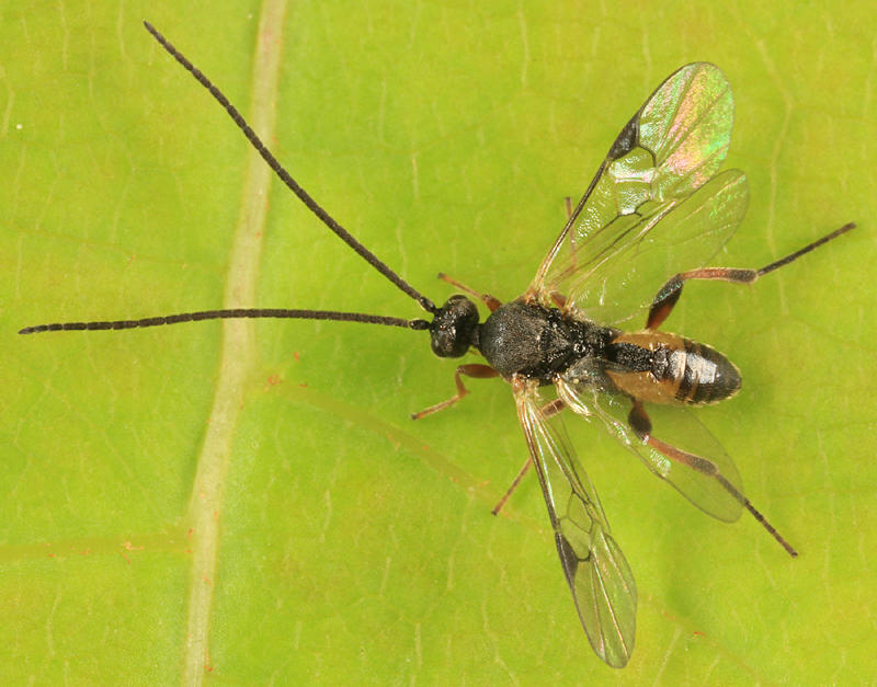 Microgastrinae