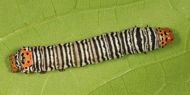 9309 - Grapevine Epimenis - Psychomorpha epimenis