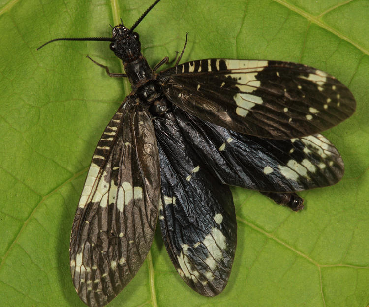 Nigronia serricornis