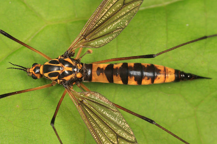 Nephrotoma lugens