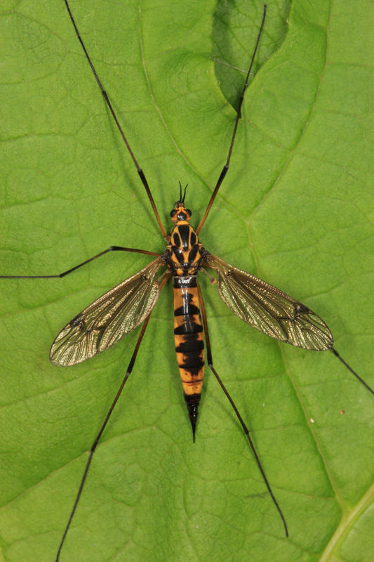 Nephrotoma lugens