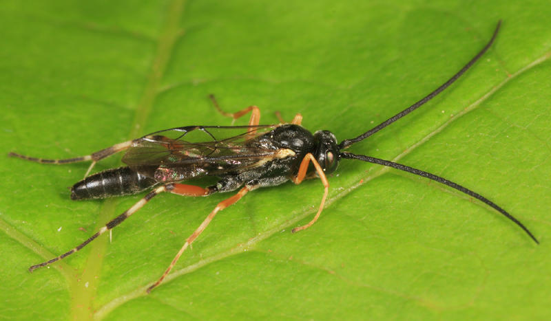 Sinophorus sp. (male)