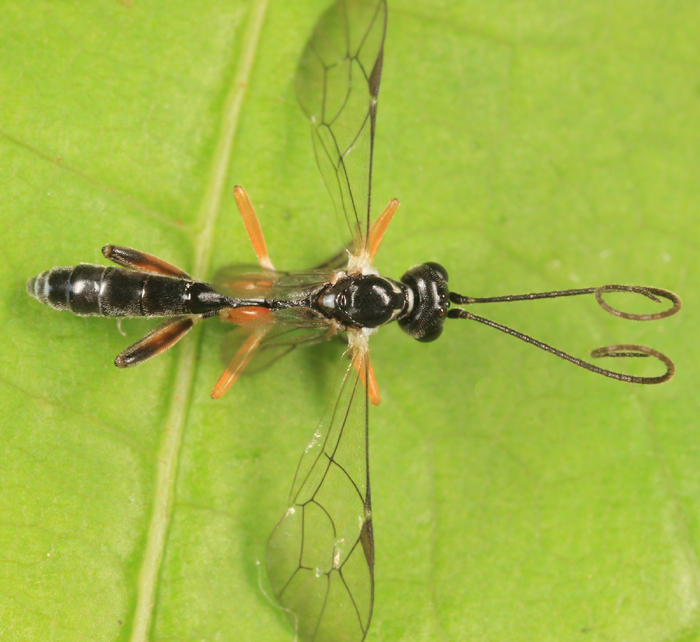 Mesoleptidea sp.