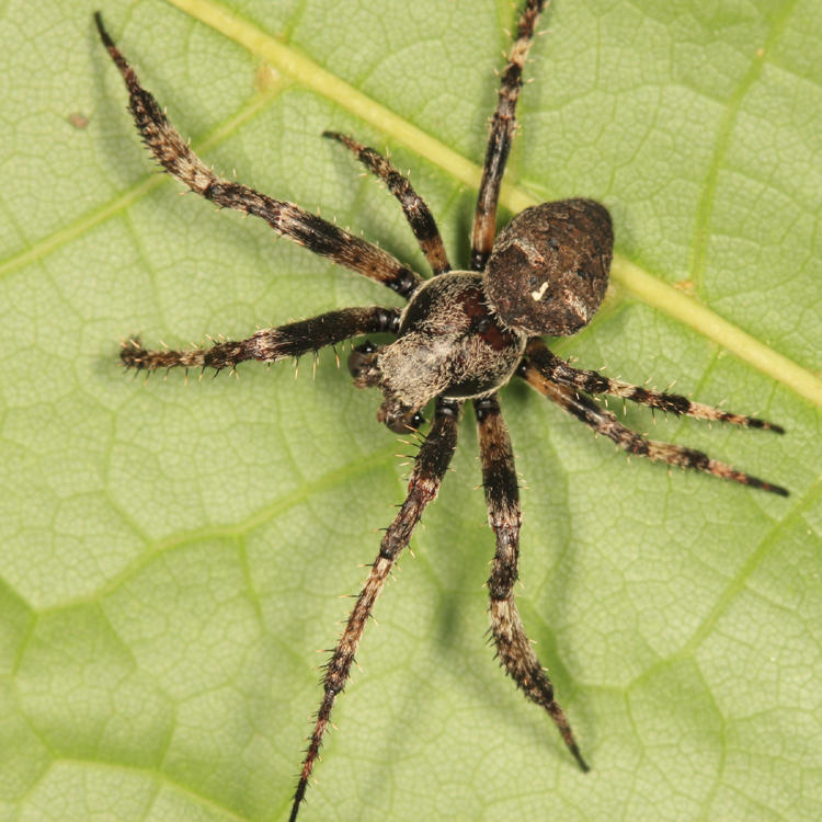 Araneus bicentenarius (male)