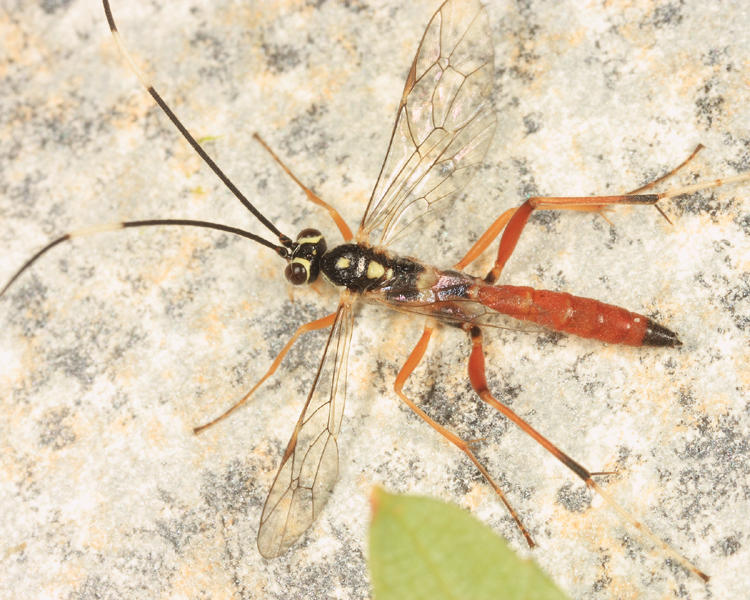 Ischnus inquisitorius atricollaris (male)