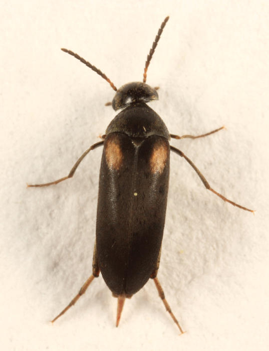 Mordellochroa scapularis