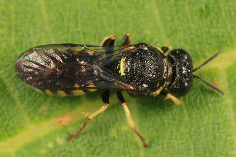 Anacrabro ocellatus