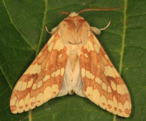 8214 - Spotted Tussock Moth - Lophocampa maculata