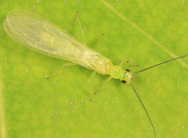 Haploperla brevis